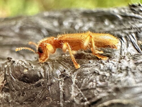 キオビナガカッコウムシ