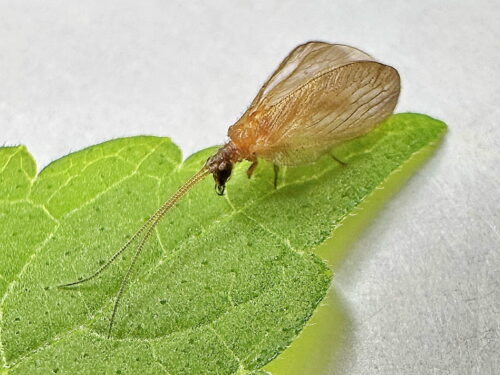 キバネヒメカゲロウ