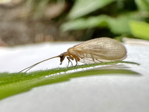 キバネヒメカゲロウ