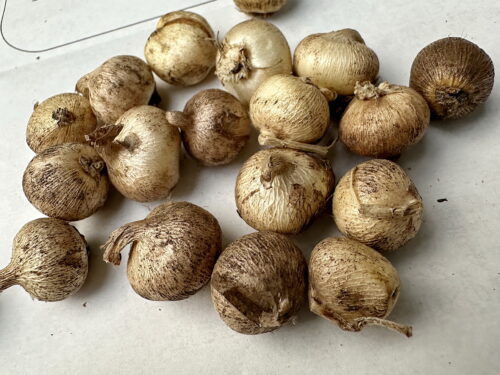 トリテレイアの球根