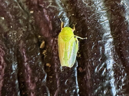 ホシアオズキンヨコバイ