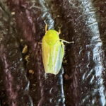 ホシアオズキンヨコバイ