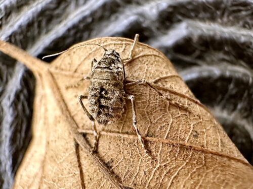 ホソウスバフユシャク♀