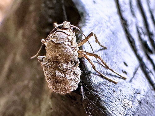 ホソウスバフユシャク♀