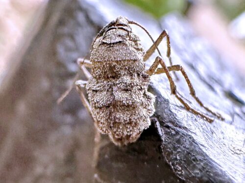 ホソウスバフユシャク♀