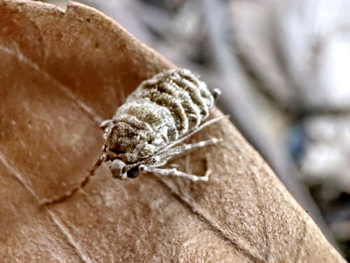 ホソウスバフユシャク♀