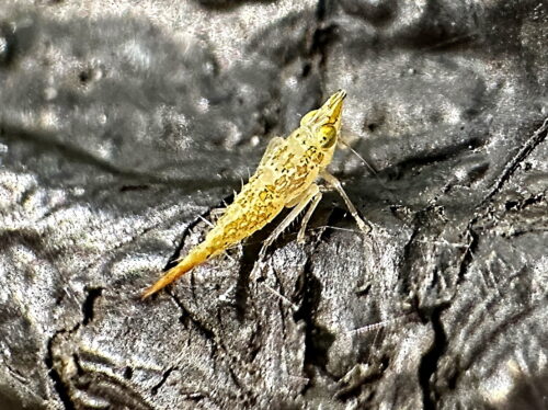 ミスジトガリヨコバイの幼虫