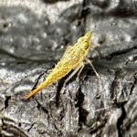 ミスジトガリヨコバイの幼虫