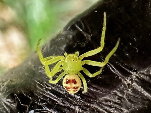 コハナグモ油袋