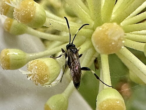 シロモントガリヒメバチ