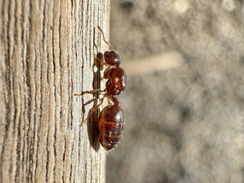 ハリブトシリアゲアリ女王
