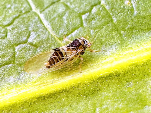 ヤツデキジラミ♂