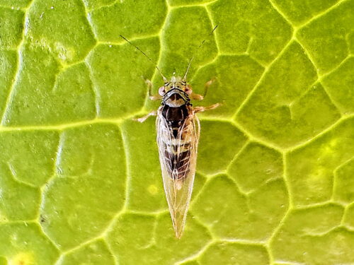 ヤツデキジラミ♂