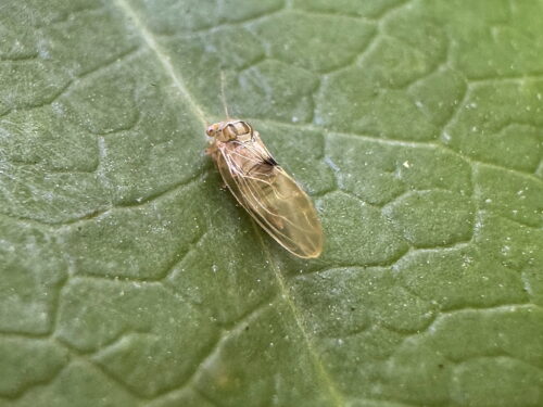 ヤツデキジラミ