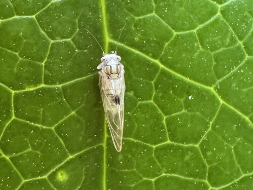 ヤツデキジラミ