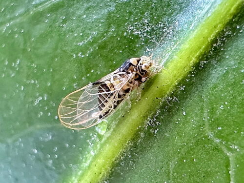 ヤツデキジラミ