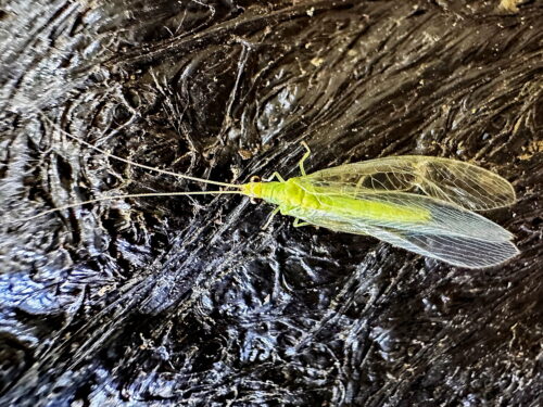 ヤマトクサカゲロウ