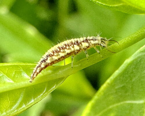ヤマトクサカゲロウの幼虫