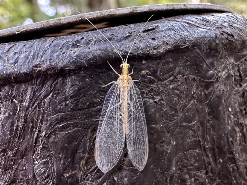 ヤマトクサカゲロウ