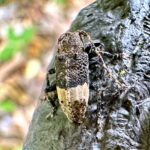 アトジロサビカミキリ