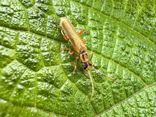 ウスイロクビボソジョウカイ
