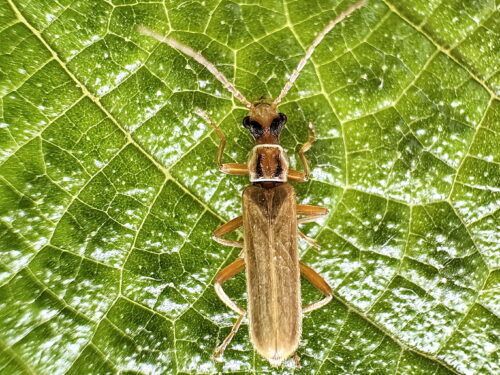 ウスイロクビボソジョウカイ