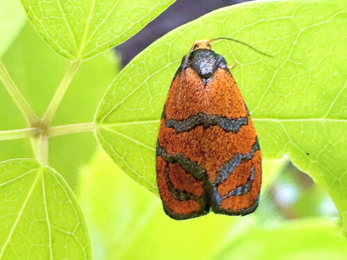 オオギンスジハマキ♀