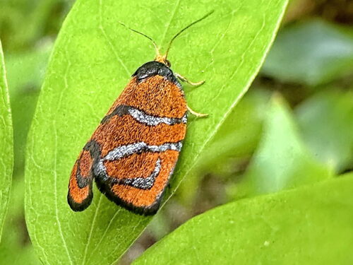 オオギンスジハマキ