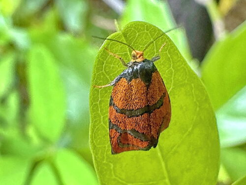 オオギンスジハマキ♀