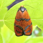 オオギンスジハマキ♀