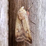 コウスチャヤガ♂