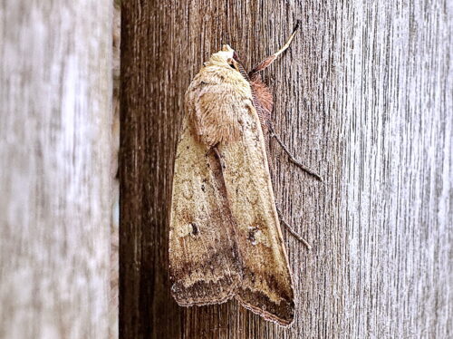 子ウスチャヤガ♂