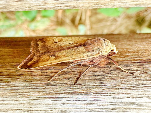 コウスチャヤガ♂