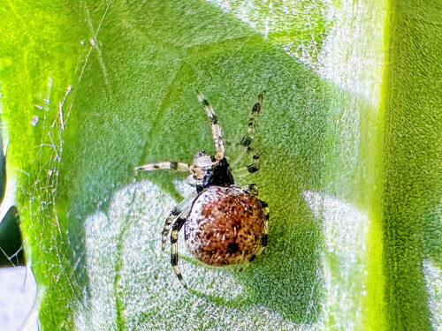 シモフリミジングモ