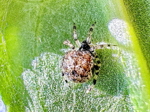 シモフリミジングモ