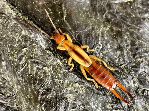 スジハサミムシモドキ