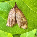 ソトウスベニアツバ