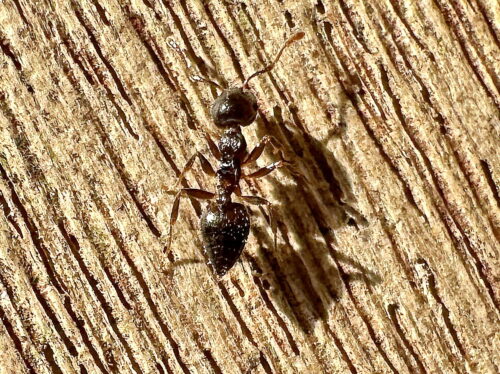 テラニシシリアゲアリ