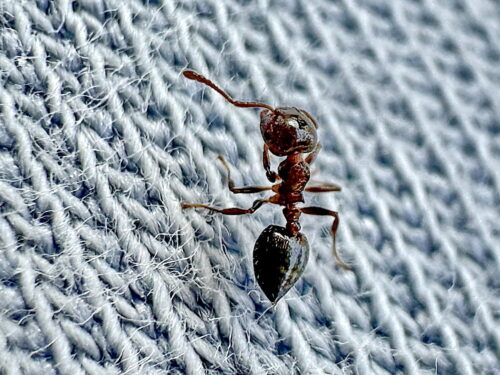 テラニシシリアゲアリ