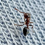 テラニシシリアゲアリ