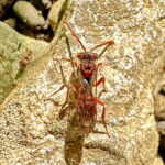 ギンランキマダラハナバチ♀