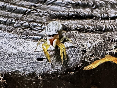 クモマハエトリ♀