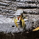 クモマハエトリ♀