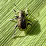 ドウガネサルハムシ