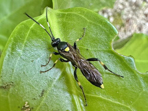 ヤマガタヒメバチ♀
