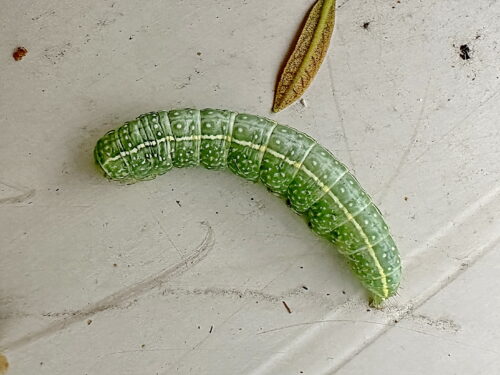 リュウキュウキノカワガの幼虫