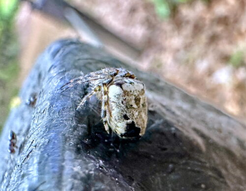 カラフトオニグモ♀