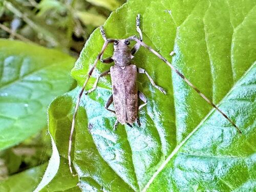 ニセビロウドカミキリ♀