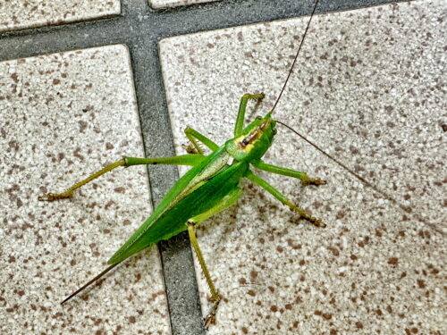 ヤブキリ♀