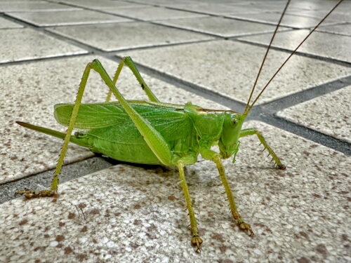ヤブキリ♀